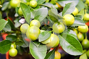 Mandarin Citrus reticulata is a small evergreen tree, a species of the genus Citrus of the Rutaceae family photo